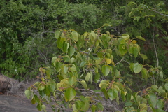 Ficus arnottiana